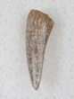 Triassic Amphibian (Koskinodon) Tooth - New Mexico #17202-1